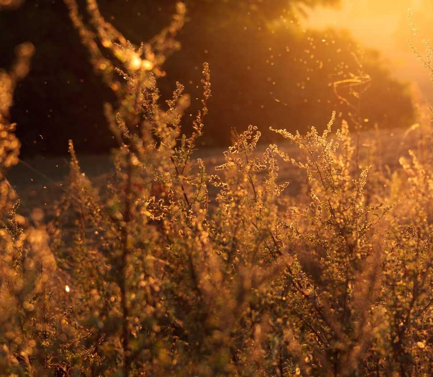 天子剑：广东书画平台代理加盟