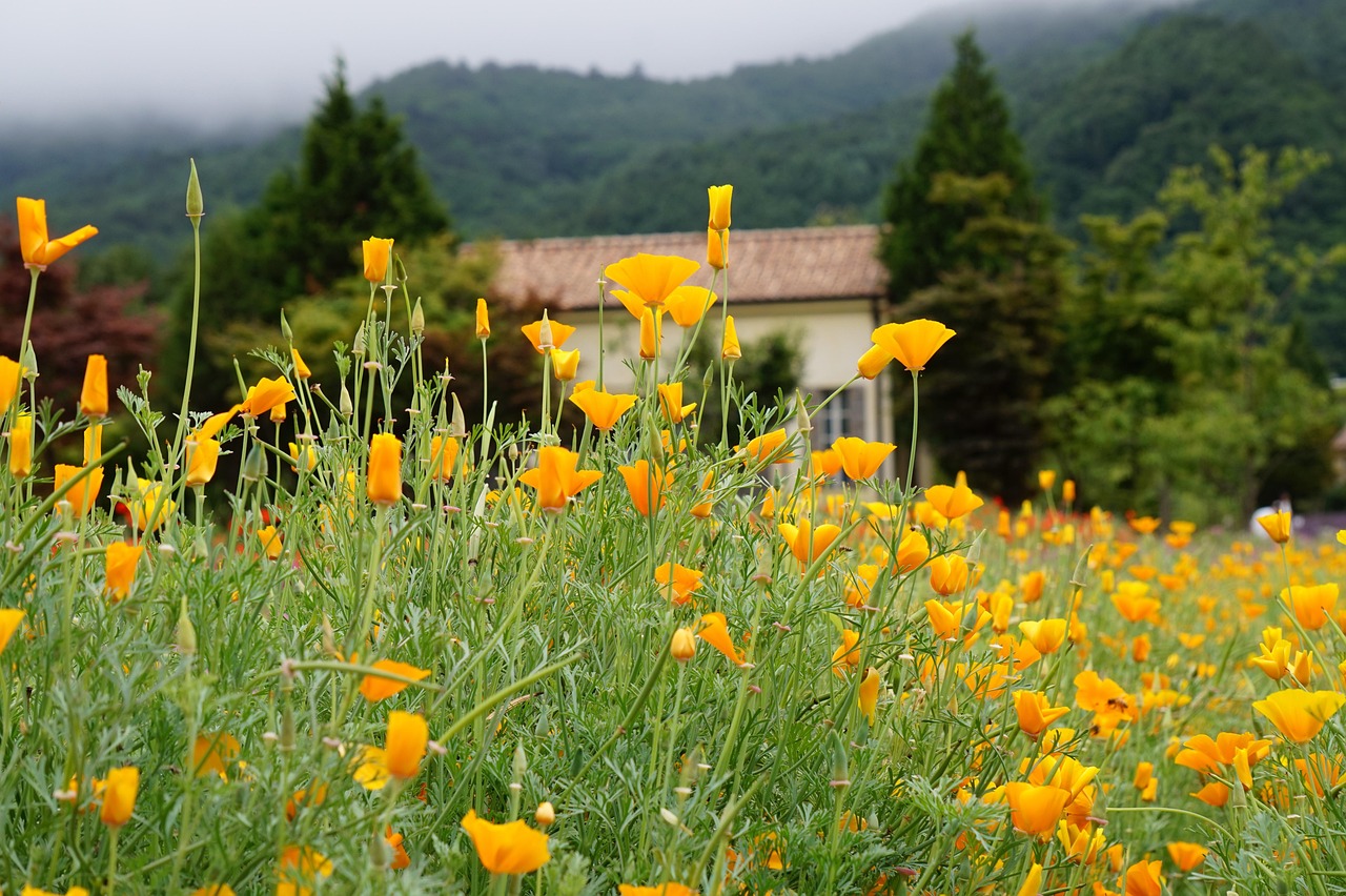 58同城实名账号：流量卡的品牌维护：如何维护品牌形象、如何保护企业权益等