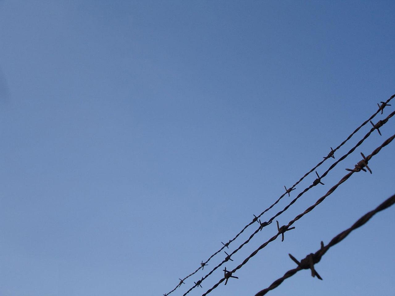 罗密欧2号（50支）：直播平台招商怎么开户赚钱